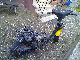 1997 Yamaha  Beeze 50 ym Motorcycle Motor-assisted Bicycle/Small Moped photo 1