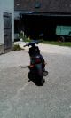 1996 Pegasus  Sky 50 Motorcycle Scooter photo 4