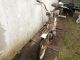 1975 Simson  sr2 Motorcycle Motor-assisted Bicycle/Small Moped photo 2