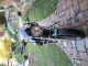 2001 Buell  M2 Cyclone Motorcycle Motorcycle photo 2